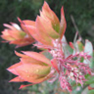 Meet your Posher, Leah